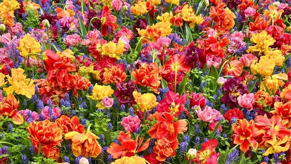 Afbeelding Winnen: kaarten voor de Keukenhof