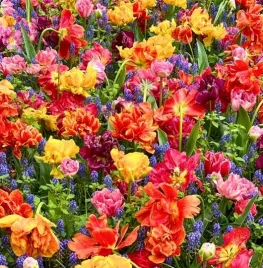 Winnen: kaarten voor de Keukenhof