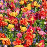 Winnen: kaarten voor de Keukenhof