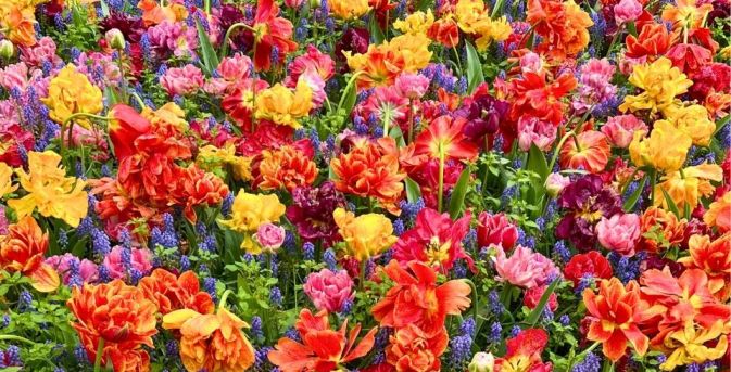 Winnen: kaarten voor de Keukenhof