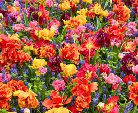 Winnen: kaarten voor de Keukenhof