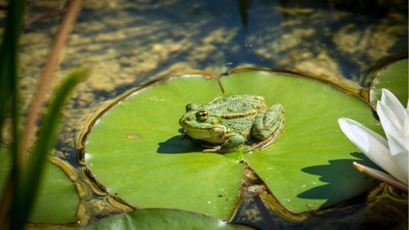 Geef kikkers een trap: zo help je dieren veilig uit de vijver