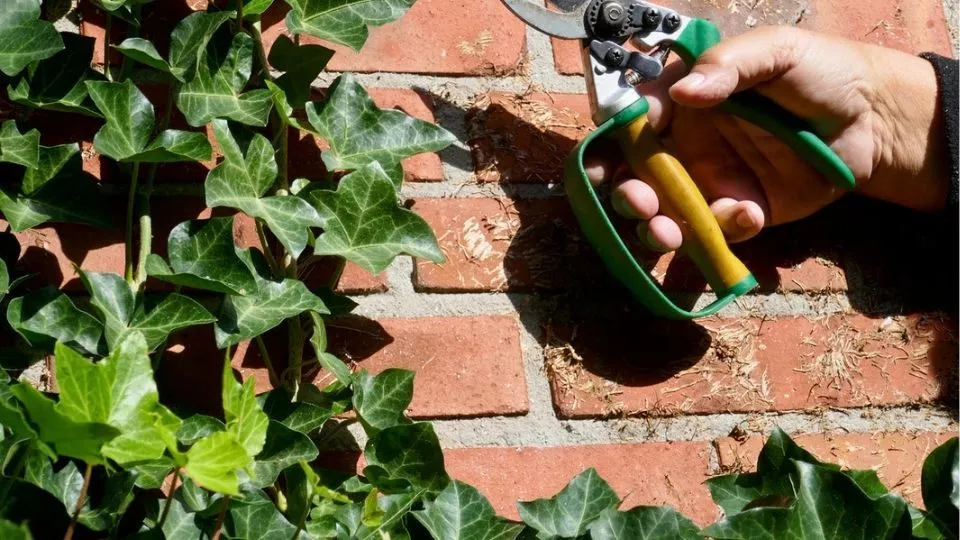 Afbeelding Klimop snoeien: een grote beurt in maart, een lichte in augustus