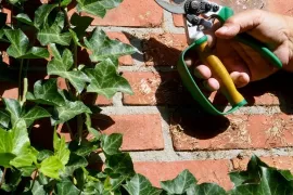 Klimop snoeien: een grote beurt in maart, een lichte in augustus
