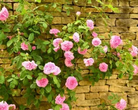 Zo snoei je een klimroos (video)