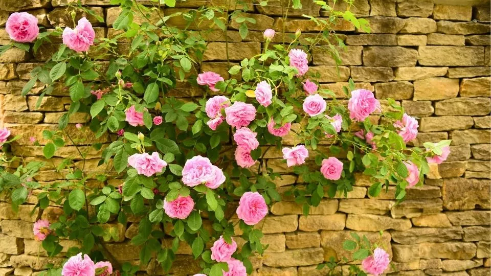 Afbeelding Zo snoei je een klimroos (video)