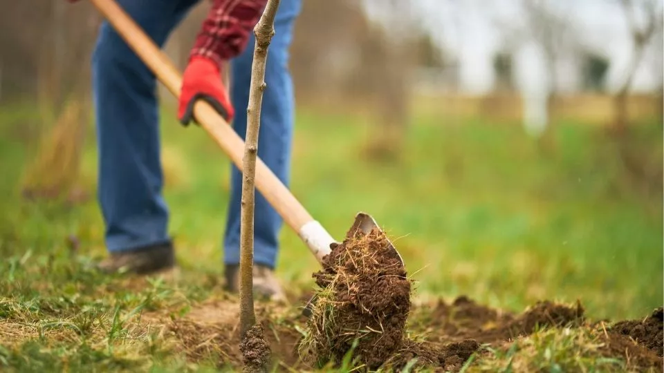 Afbeelding Tuinklussen in april: 19 dingen die je nu kunt doen in de tuin