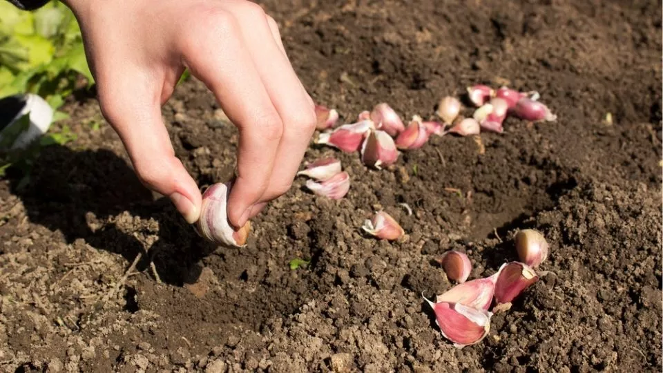 Afbeelding Hoe kweek je knoflook? Tips voor een goede oogst