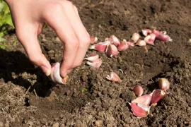 Hoe kweek je knoflook? Tips voor een goede oogst