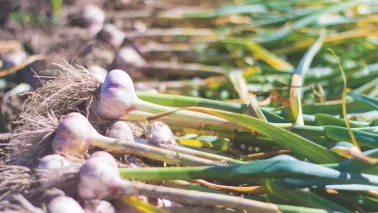 Zelf Spaanse knoflook kweken: begin met de Morado