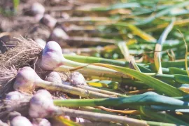 Spaanse knoflook is een sterke starter