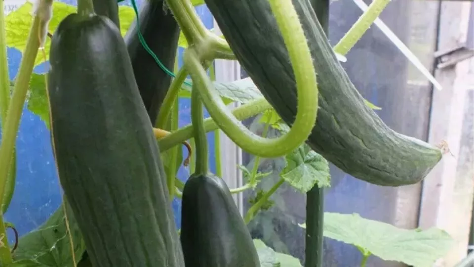 Afbeelding Hoe kweek ik komkommer?