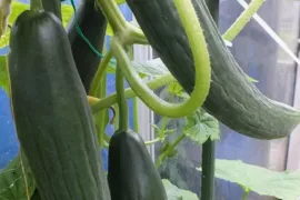 Komkommer kweken: planten als de kou voorbij is