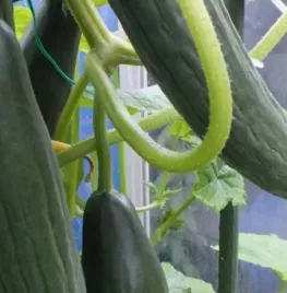 Hoe kweek ik komkommer?