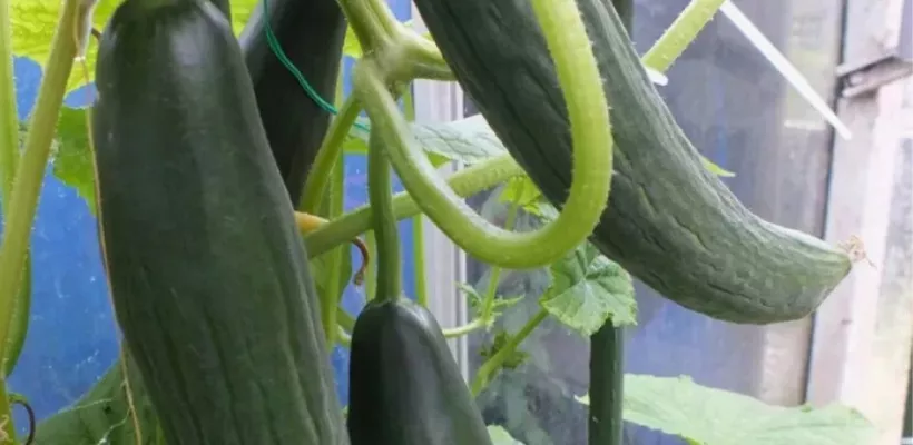Hoe kweek ik komkommer?