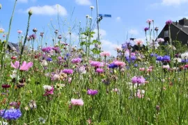 Zelf korenbloemen zaaien: succes en bewondering gegarandeerd