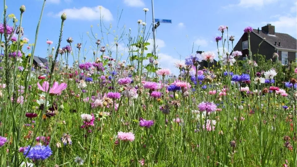 Afbeelding Zelf korenbloemen zaaien: succes en bewondering gegarandeerd