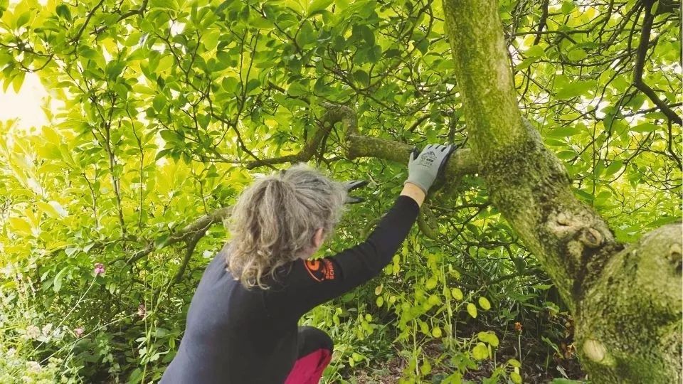 Afbeelding Duurzaam snoeien: eerst kijken, dan knippen