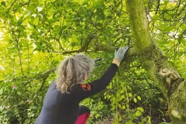 Duurzaam snoeien: eerst kijken, dan knippen