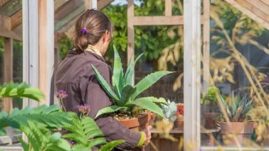Kuipplanten overwinteren: zo help je ze veilig de winter door (10 tips)