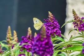Lage vlinderstruik kiezen: tien compacte buddleja’s op een rij