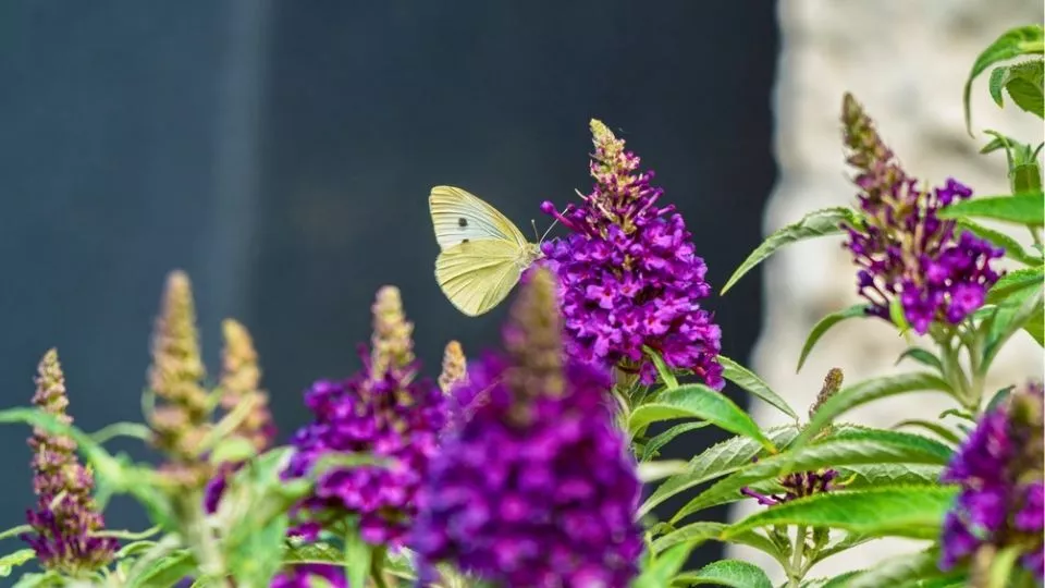 Afbeelding Lage vlinderstruik kiezen: tien compacte buddleja’s op een rij