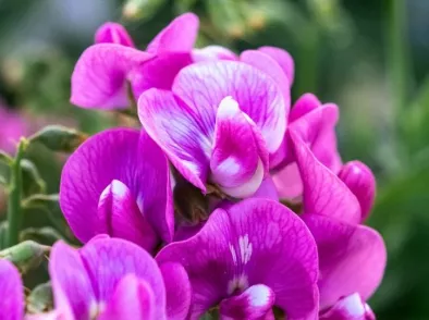 Zaai natuur in je tuin met lathyrus