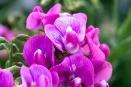 Zaai natuur in je tuin met lathyrus