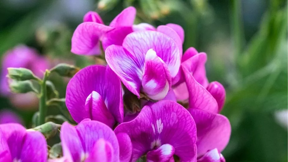 Afbeelding Zaai natuur in je tuin met lathyrus
