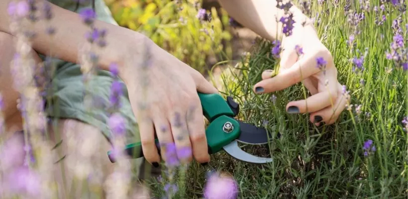 Lavendel plukken en drogen: zo oogst je op het juiste moment
