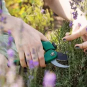 Lavendel plukken en drogen: zo oogst je op het juiste moment