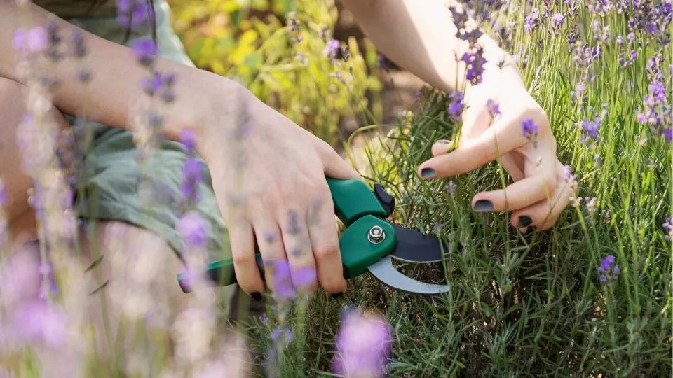 Afbeelding Lavendel plukken en drogen: zo oogst je op het juiste moment