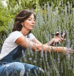 Lavendel snoeien: wanneer doe je dit en hoe?