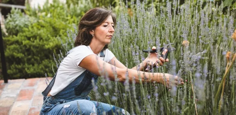 Lavendel snoeien: wanneer doe je dit en hoe?