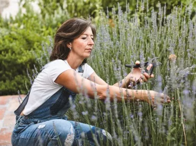Lavendel snoeien: wanneer doe je dit en hoe?