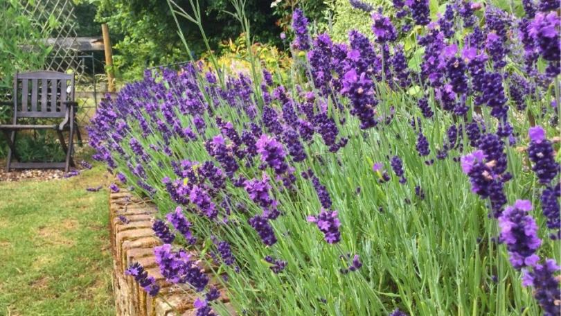 Lavendel snoeien: wanneer doe je dit en hoe?