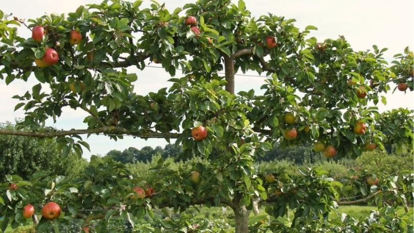 Wanneer appelboom en perenboom snoeien? Zomer, winter voor leivorm