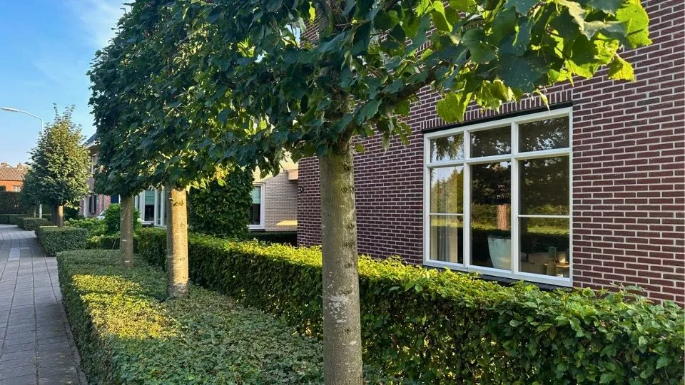 Afbeelding Leilinden snoeien
