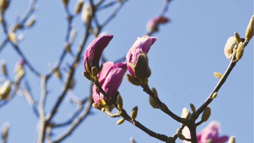 Duurzaam snoeien: eerst kijken, dan knippen