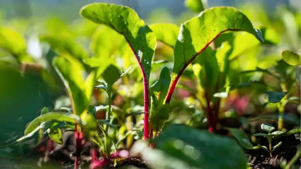 Afbeelding De Moestuin in juni: zaaien, oogsten en genieten