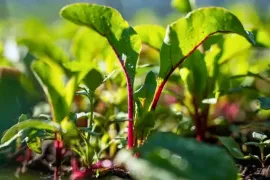 De Moestuin in juni: zaaien, oogsten en genieten