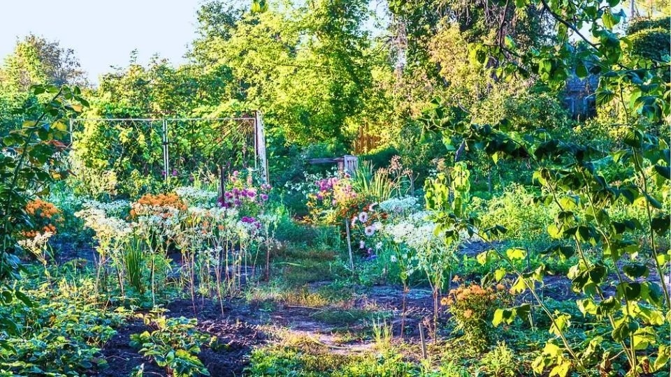 Afbeelding Juli in de moestuin: zaaien terwijl je oogst