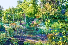 Juli in de moestuin: zaaien terwijl je oogst
