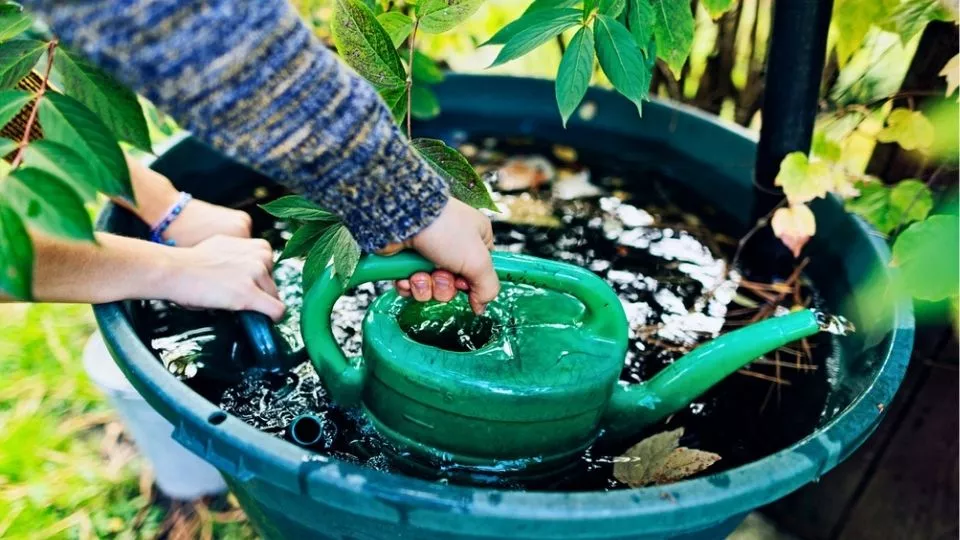 Afbeelding Muggenoverlast in je tuin voorkomen: 5 praktische tips