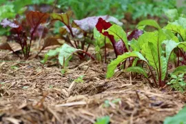Mulchen in de tuin: minder onkruid, meer bodemleven