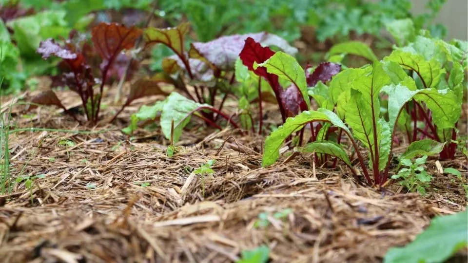 Afbeelding Mulchen in de tuin: minder onkruid, meer bodemleven
