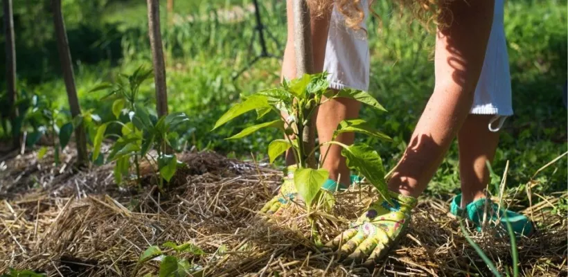 Materiaal om te mulchen: de voordelen en nadelen