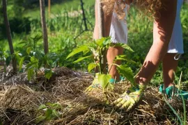 Materiaal om te mulchen: de voordelen en nadelen