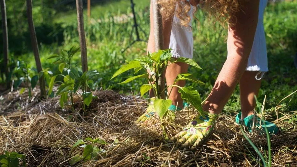 Afbeelding Materiaal om te mulchen: de voordelen en nadelen