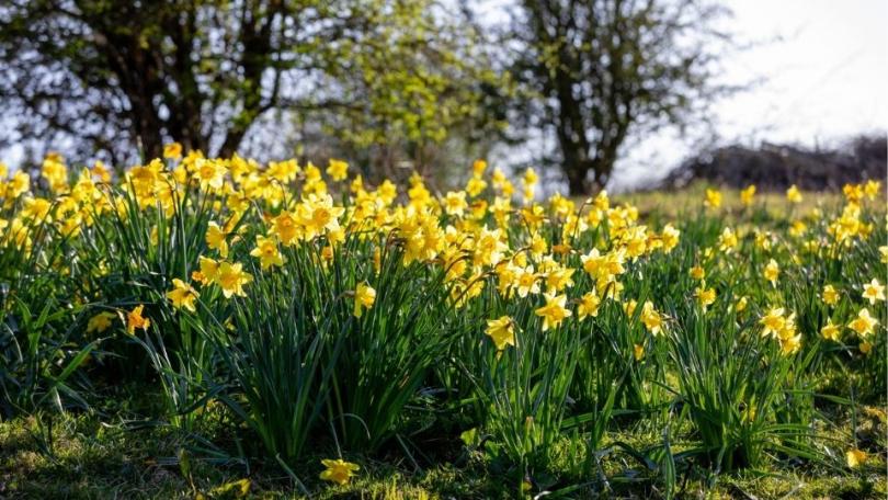 Goedkoop tuinieren: 22 bespaartips voor een mooie, levende tuin